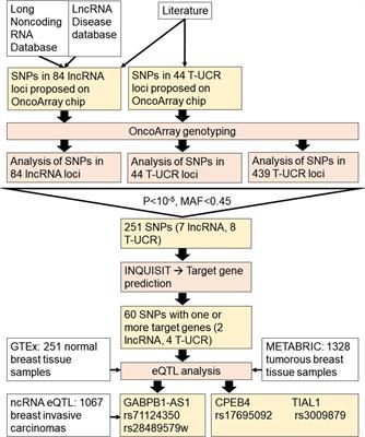 SNPs in lncRNA Regions and Breast Cancer Risk